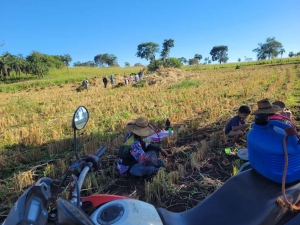 Colheita de Arroz no P. A Santo Idelfonso